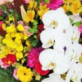 手のかかる子は、蘭や菊の花 ありのままで大丈夫