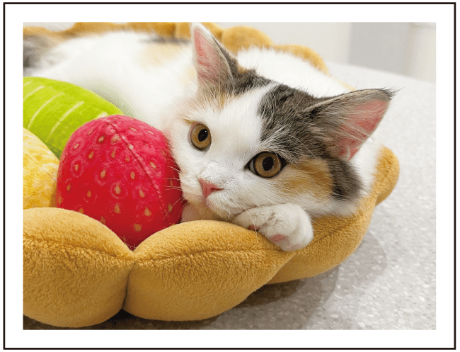 リトルトリップー猫カフェMEOW