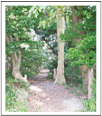 鹿部山公園 鹿部山公園